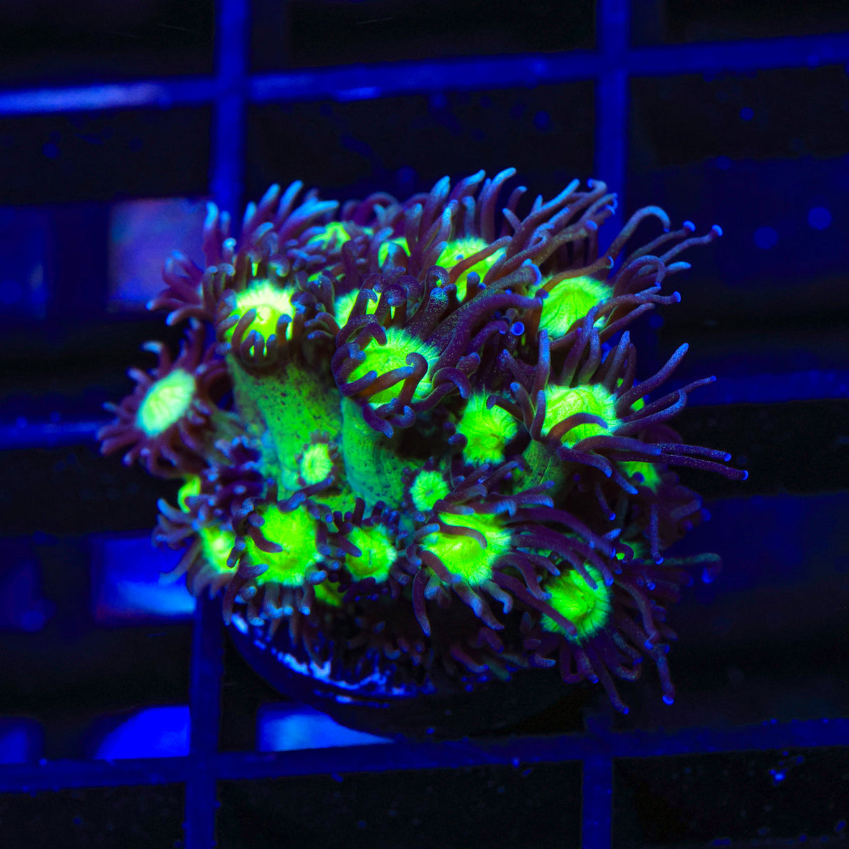 TSA Sparkle Goniopora Coral