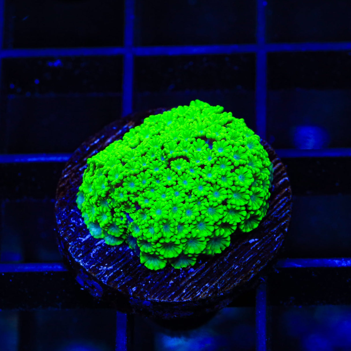 Spearmint Alveopora Coral