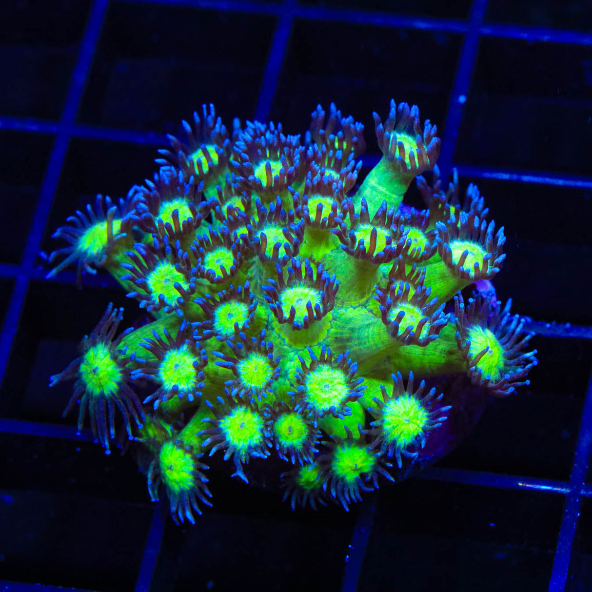 TSA Sparkle Goniopora Coral