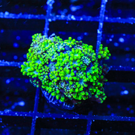 Bright Eye Alveopora Coral