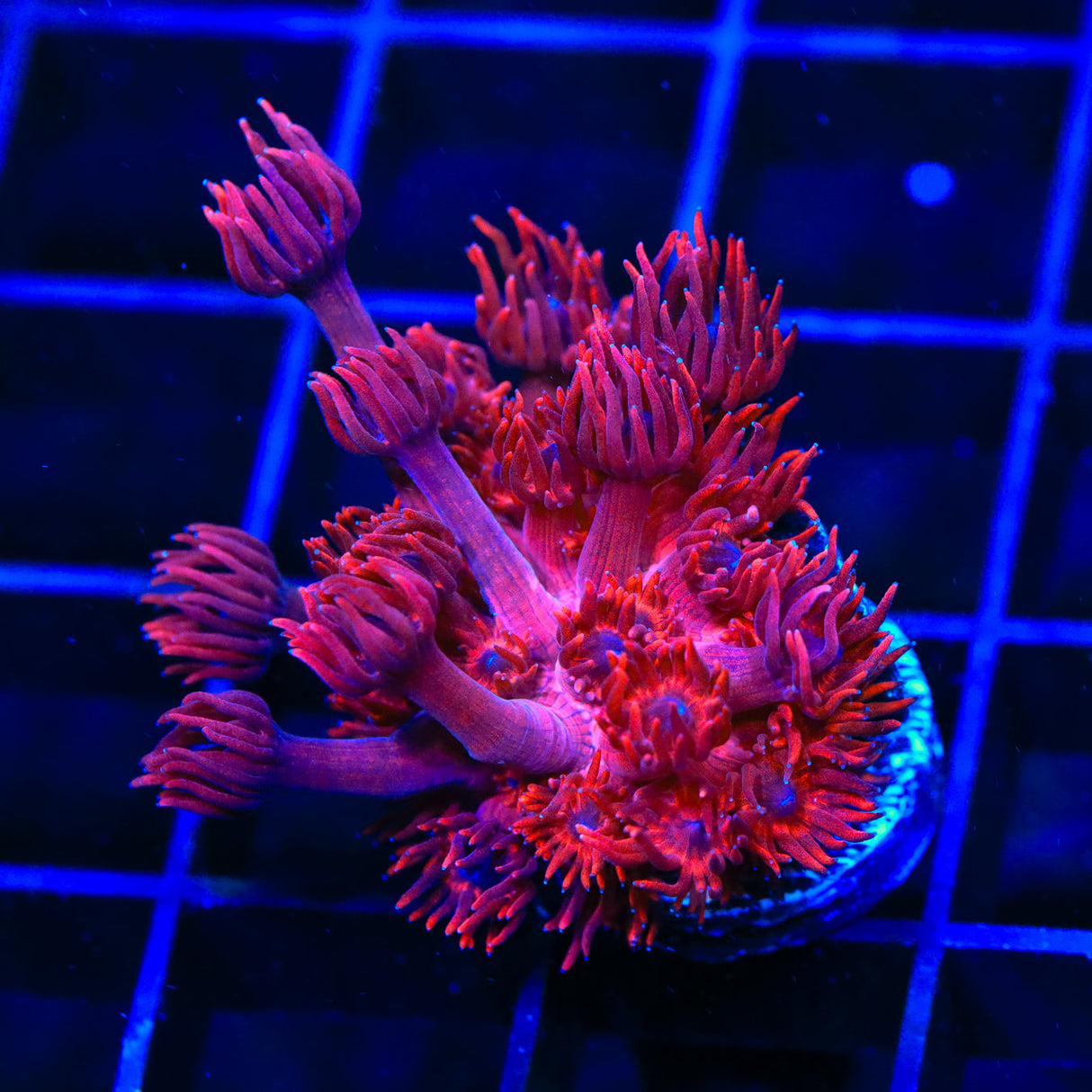 ORA Cherry Red Goniopora Coral