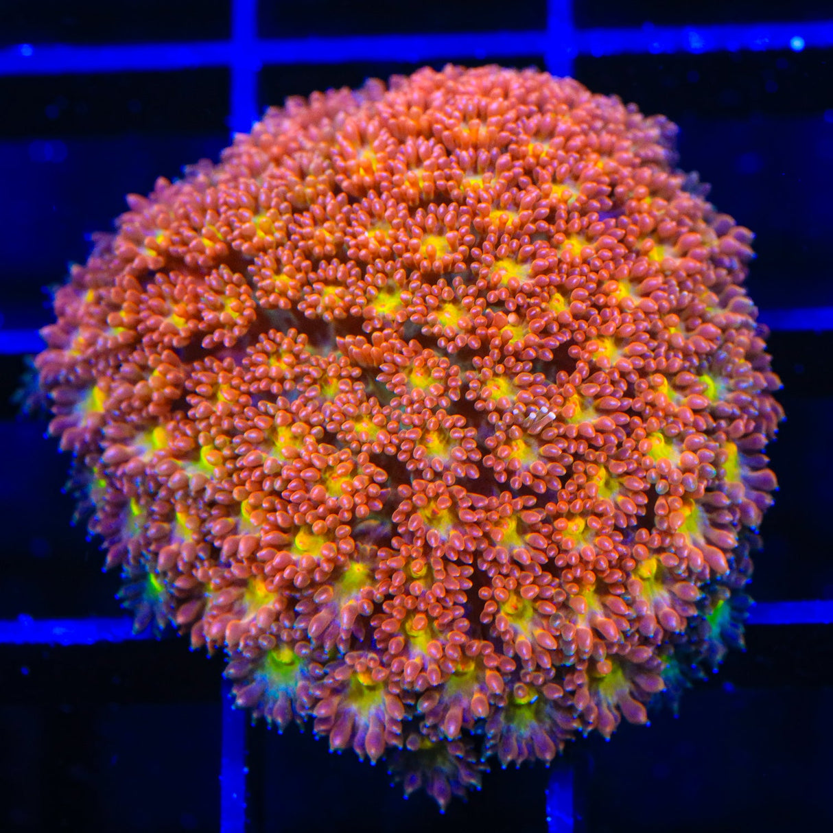 TSA Reese's Pieces Goniopora Coral