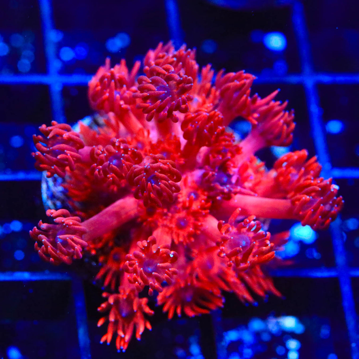 ORA Cherry Red Goniopora Coral