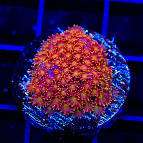 TSA Starburst Goniopora Coral