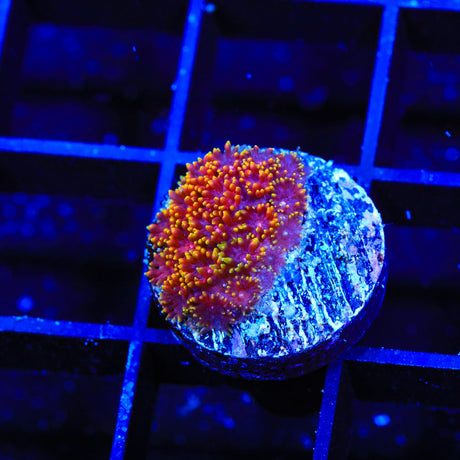 TSA Fun Dip Goniopora Coral