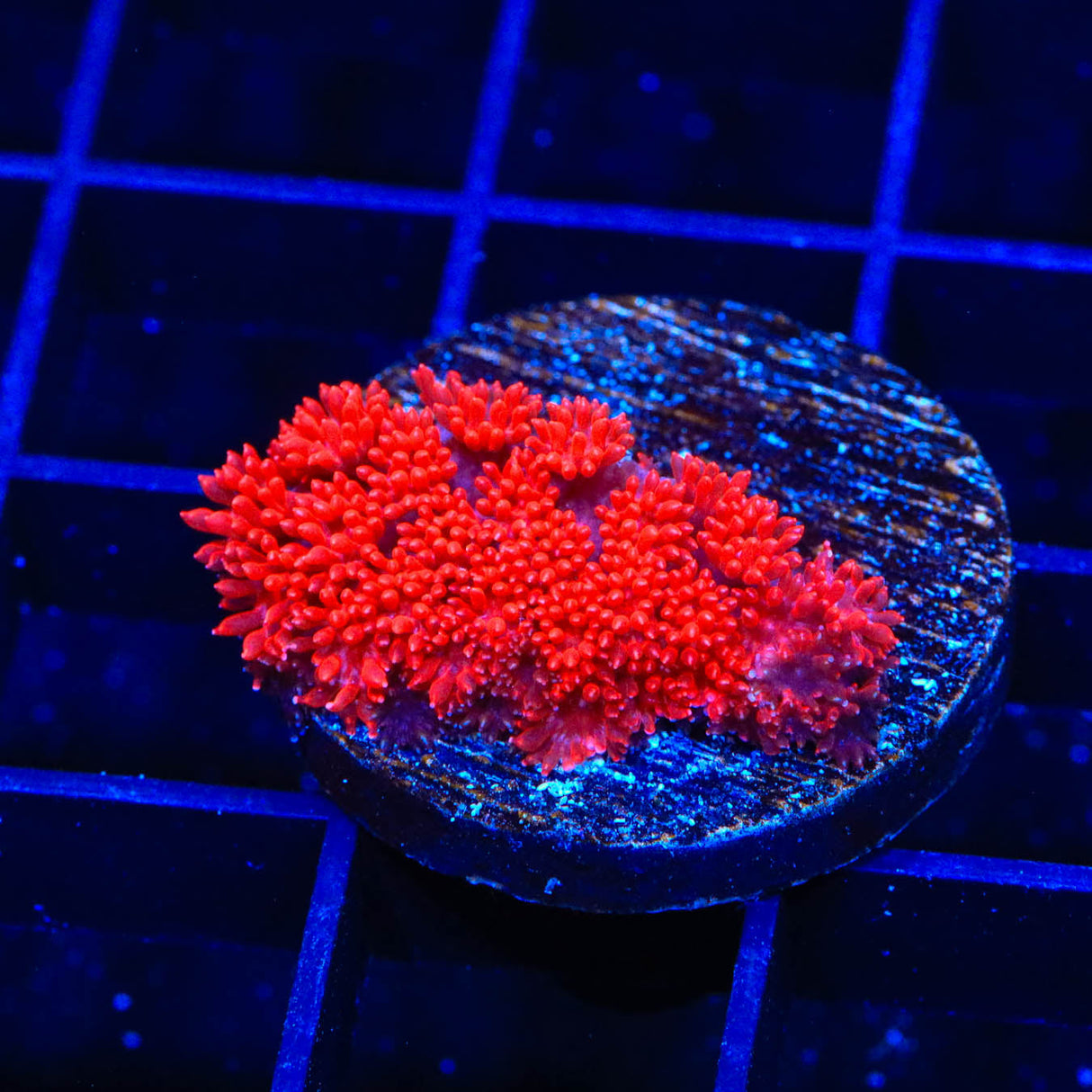 Red Hot Goniopora Coral - Top Shelf Aquatics