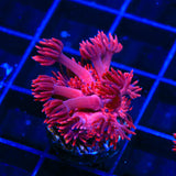 ORA Cherry Red Goniopora Coral - Top Shelf Aquatics