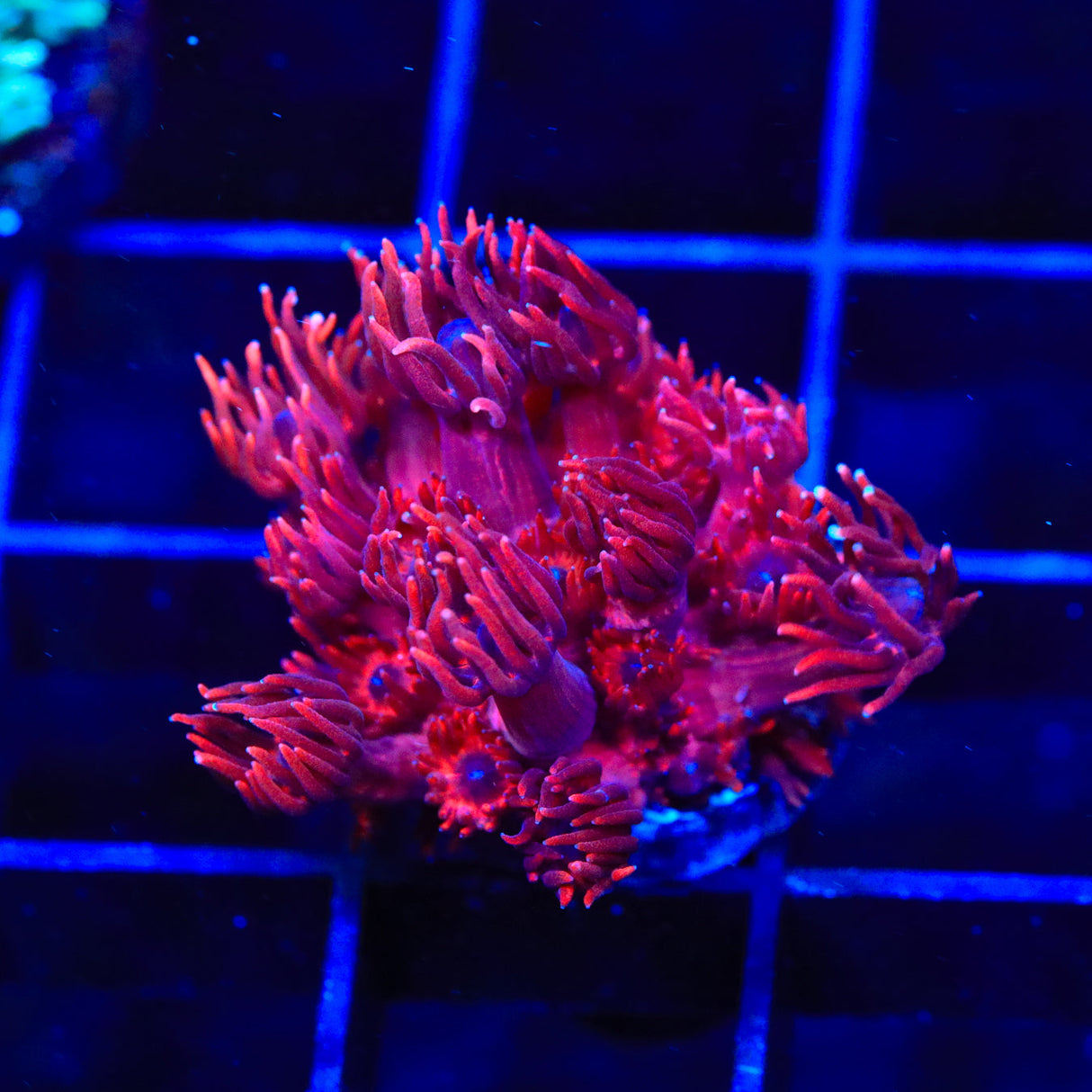 ORA Cherry Red Goniopora Coral