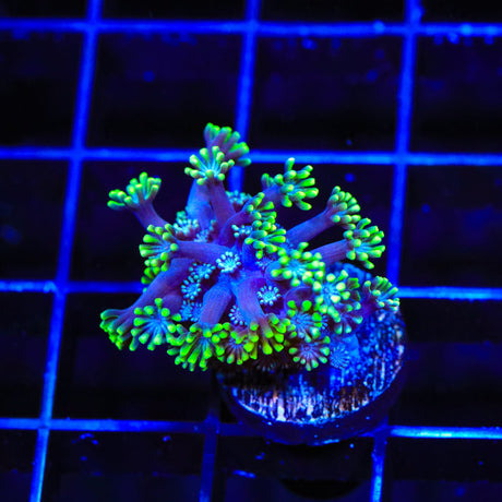 TSA Smurf Alveopora Coral