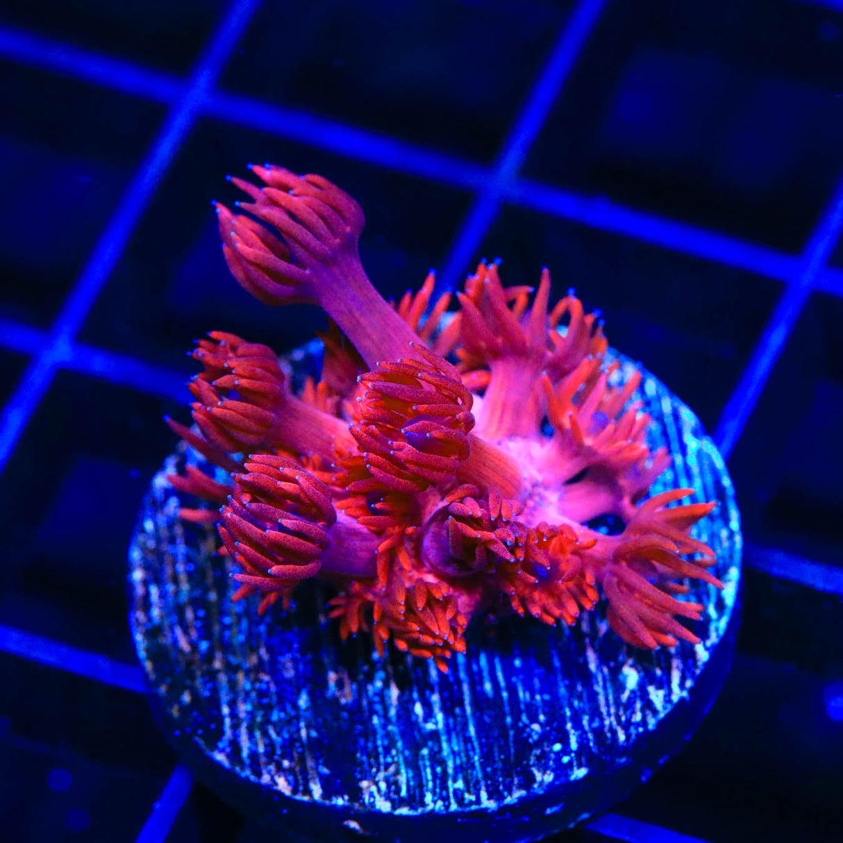 ORA Cherry Red Goniopora Coral