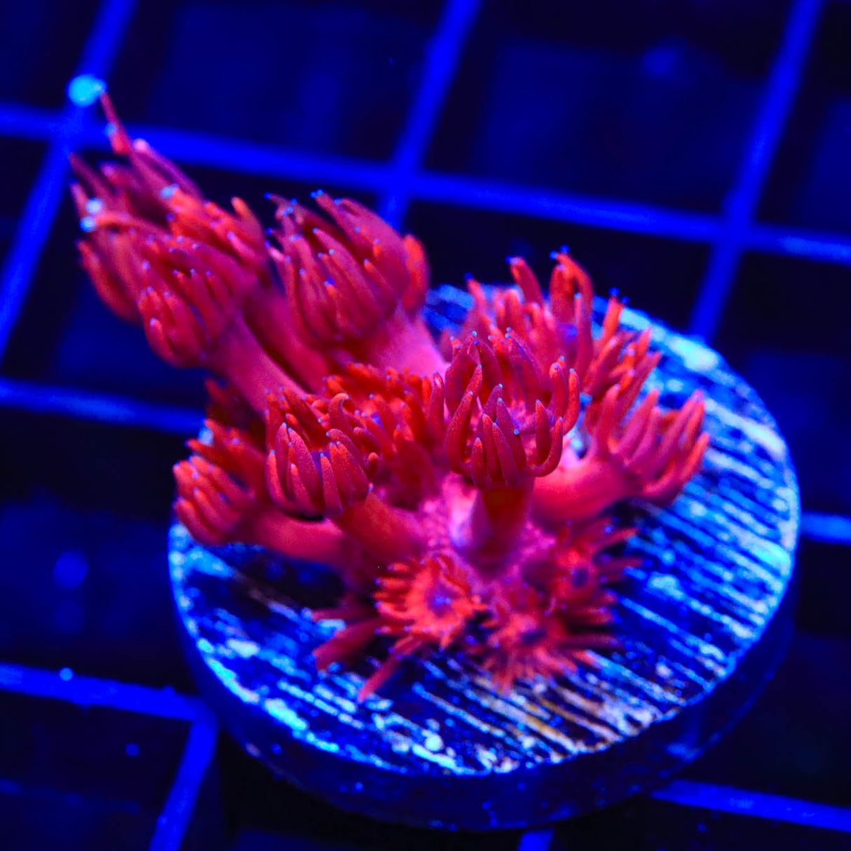 ORA Cherry Red Goniopora Coral