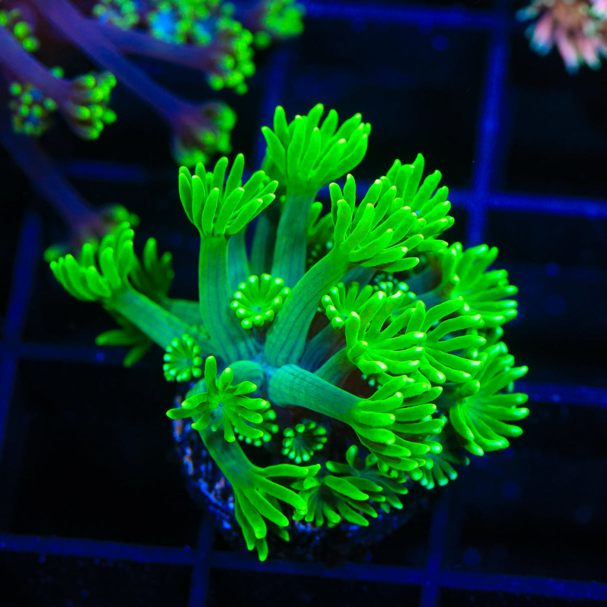 Green Daylight Alveopora Coral