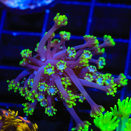 TSA Commando Alveopora Coral