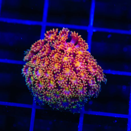 TSA Fantasia Goniopora Coral