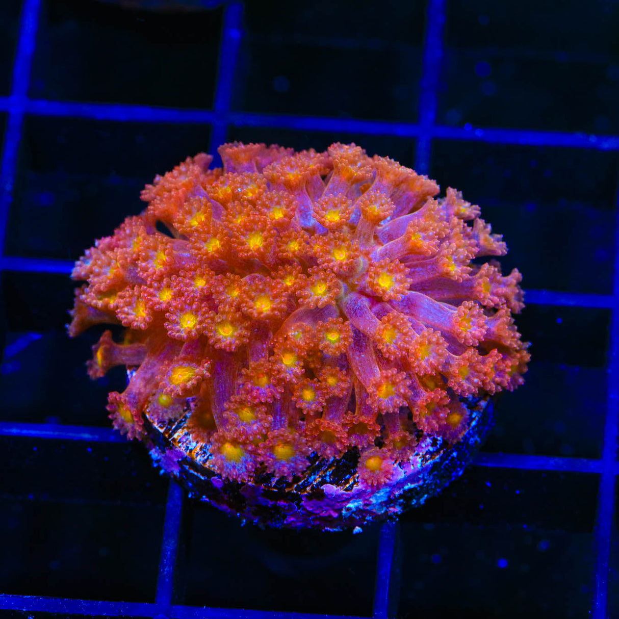 TSA Raspberry Limeade Goniopora Coral - Top Shelf Aquatics