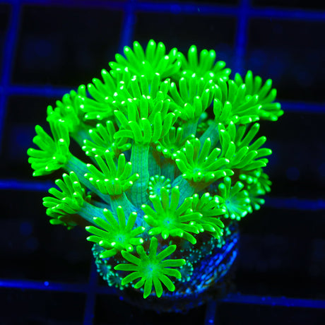 Green Daylight Alveopora Coral