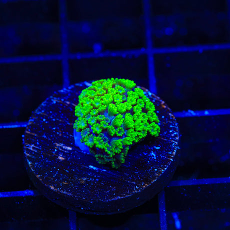 TSA Spearmint Candy Alveopora Coral