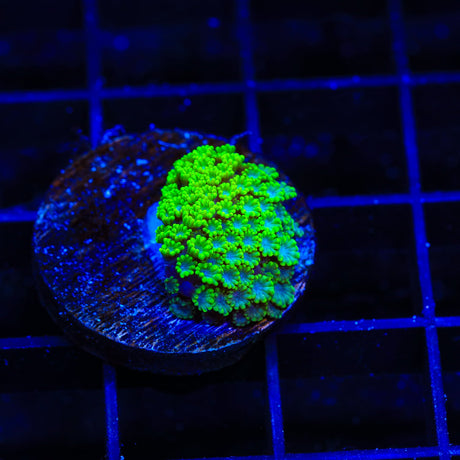 TSA Spearmint Candy Alveopora Coral