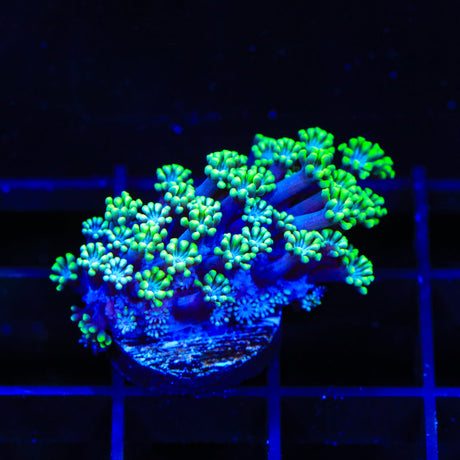 TSA Smurf Alveopora Coral