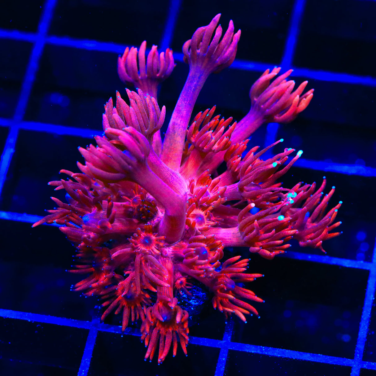 ORA Cherry Red Goniopora Coral