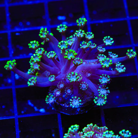 TSA Peacock Pectinia Coral