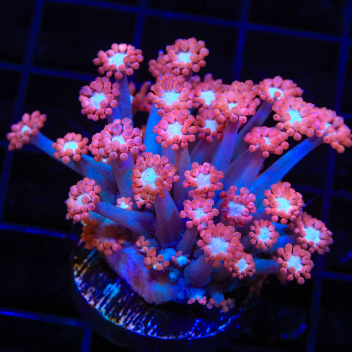 TSA Alice in Wonderland Goniopora Coral - Top Shelf Aquatics
