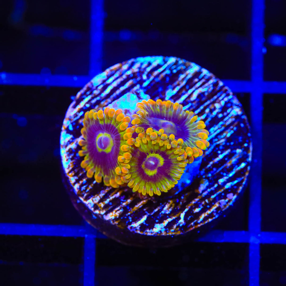 Rainbow Yoda Zoanthids Coral - Top Shelf Aquatics