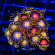 Hydra Lady Dragon Combo Zoanthids Coral