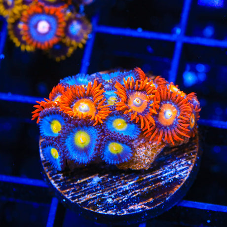 WWC AOI and Rockstar Zoanthids Coral