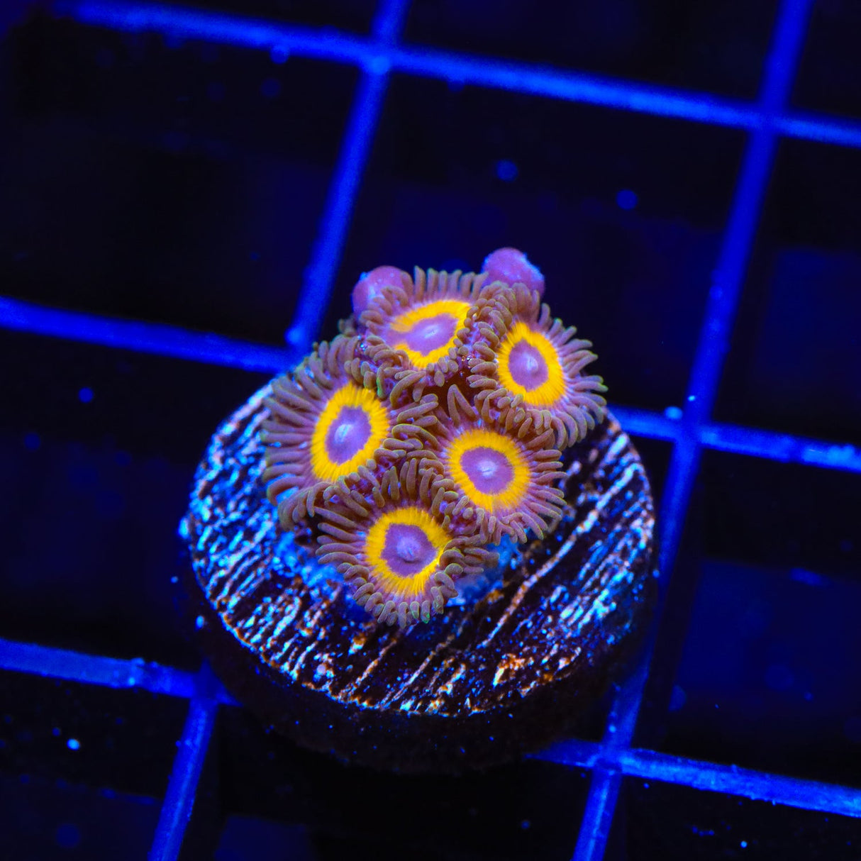 WWC Yellow Submarine Zoanthids Coral