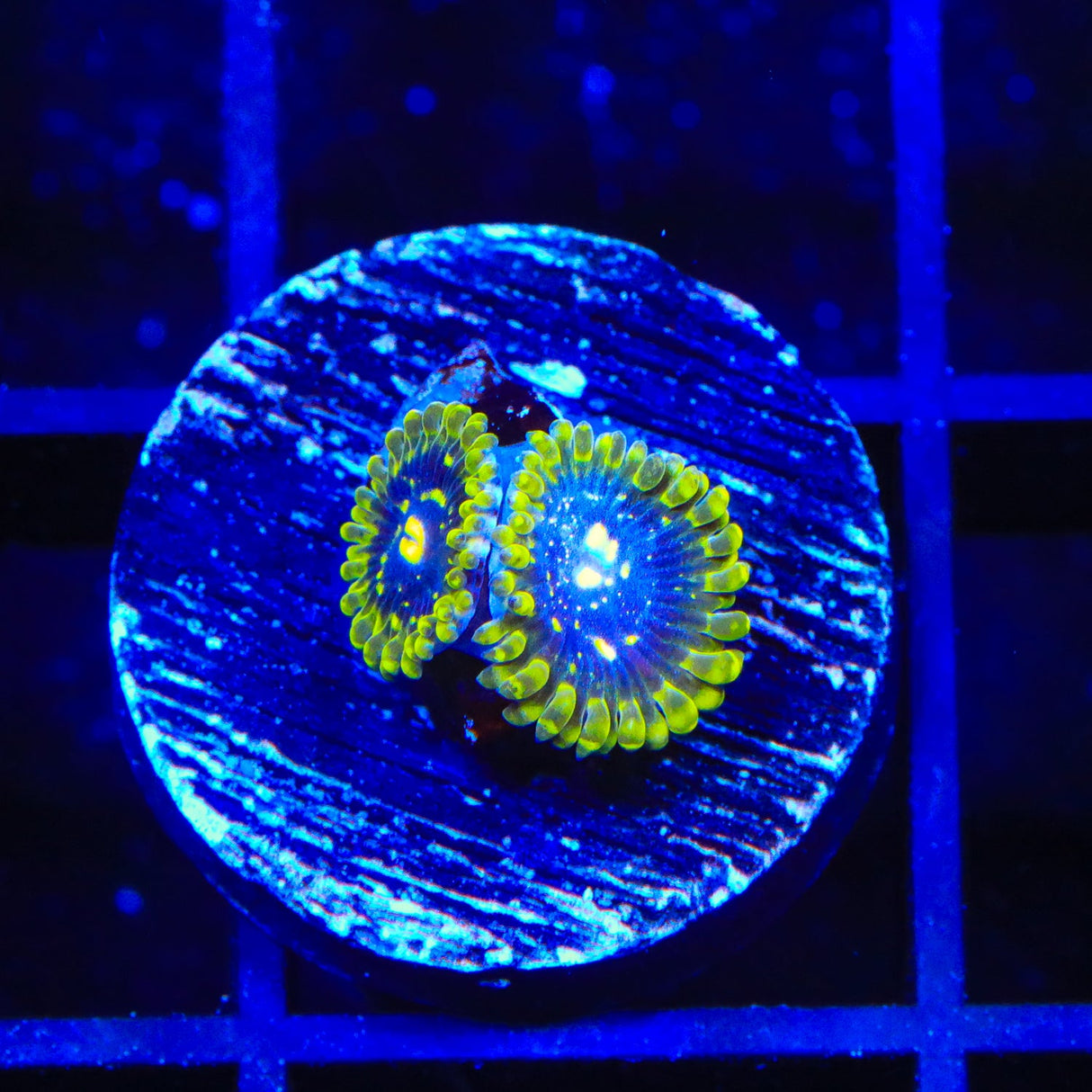 Exosphere Zoanthids Coral