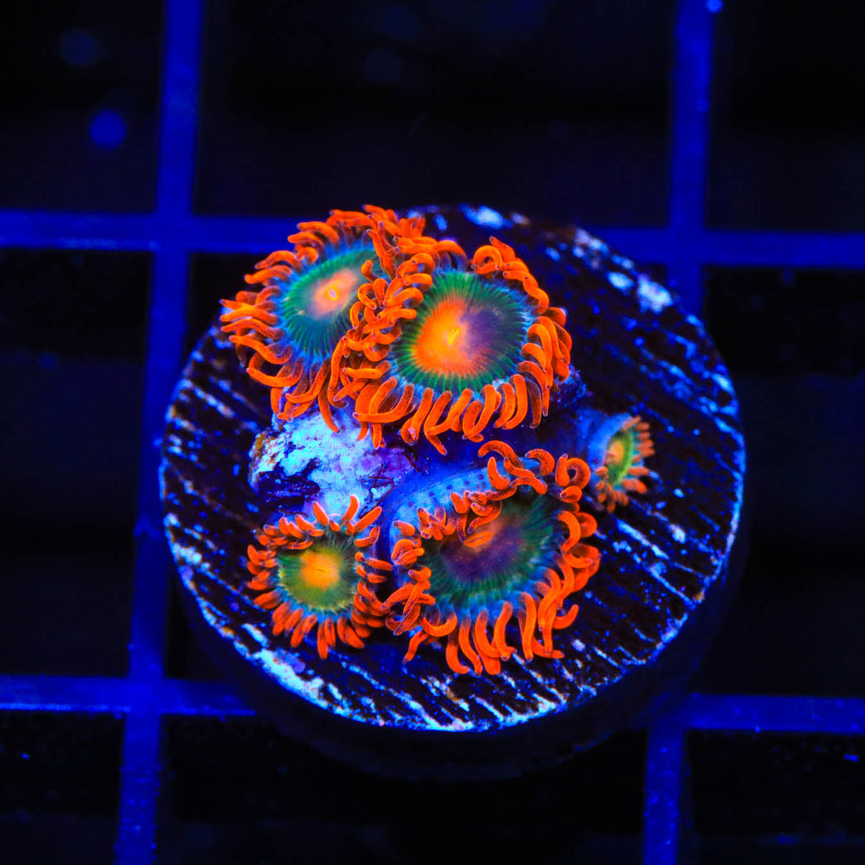 Electric Gatorade Zoanthids Coral
