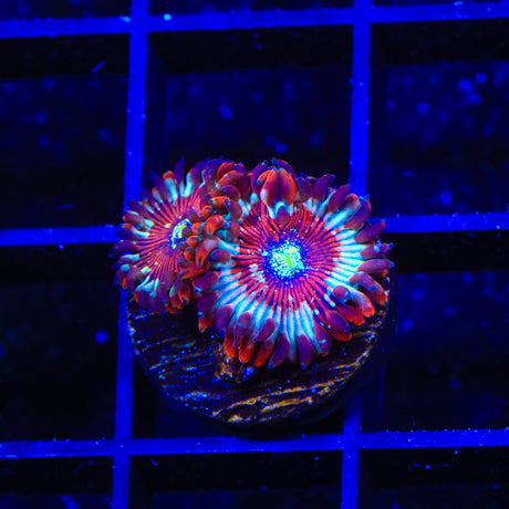 Seduction Zoanthids Coral