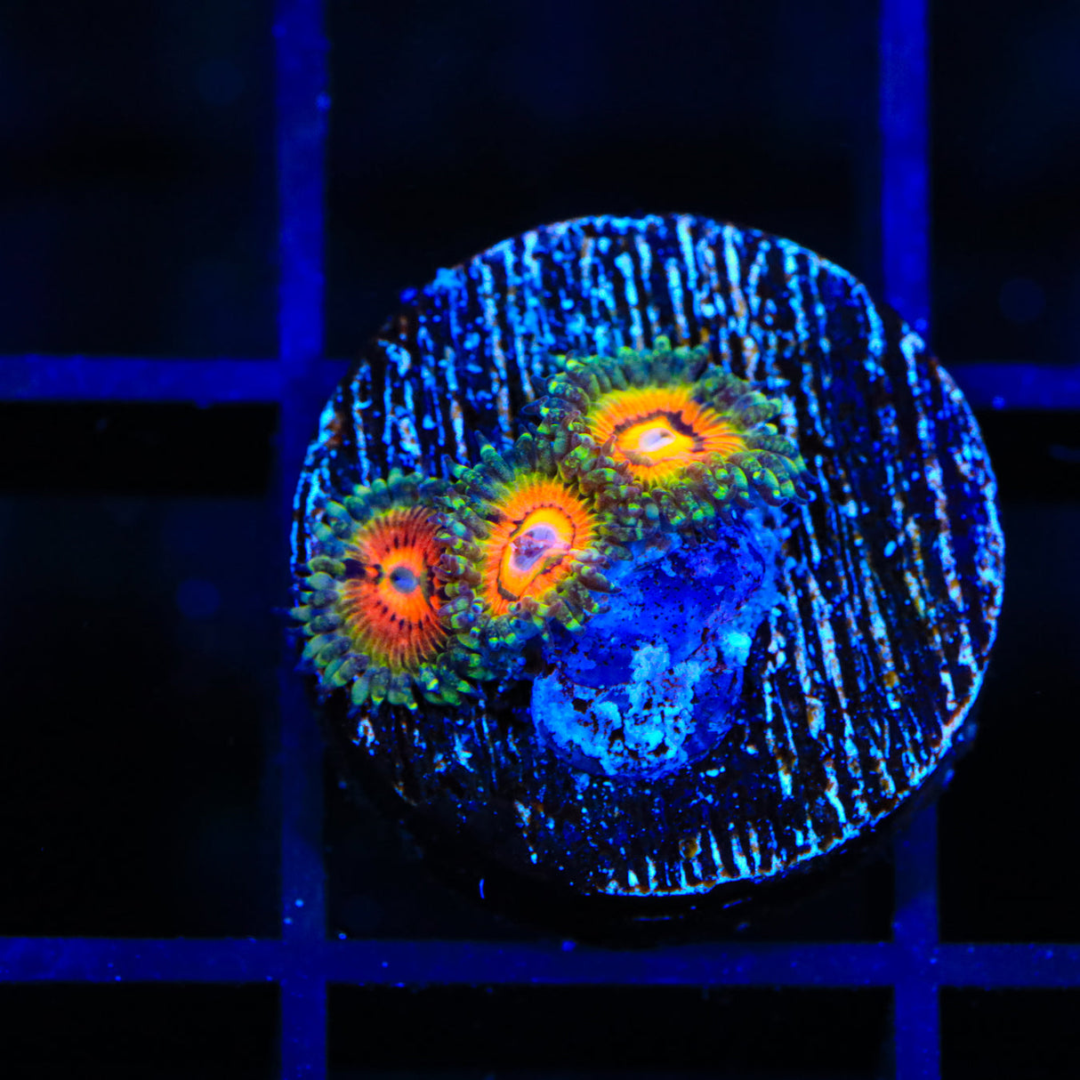 Rainbow Incenerator Zoanthids Coral