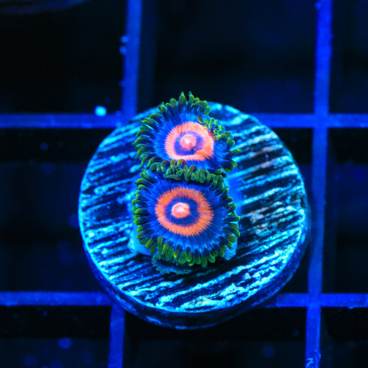 Super Girl Zoanthids Coral