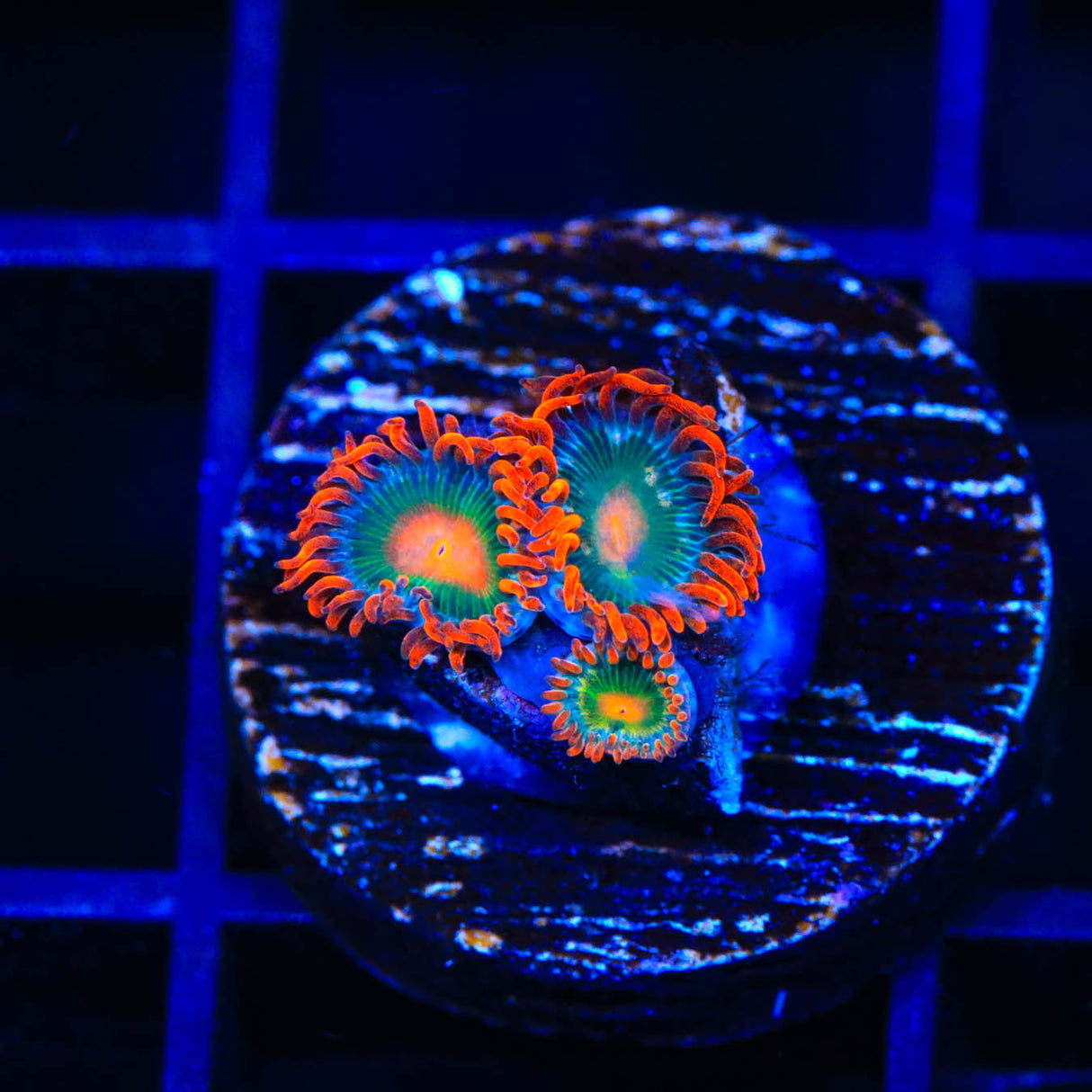 Electric Gatorade Zoanthids Coral