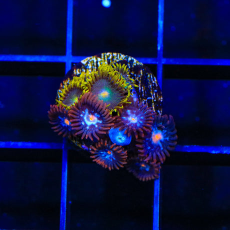 TSA Glow Pop and Green Bay Packers Combo Zoanthids Coral