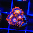 Blue Eye Blondie Zoanthids Coral