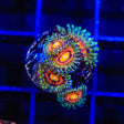 Rainbow Incenerator Zoanthids Coral