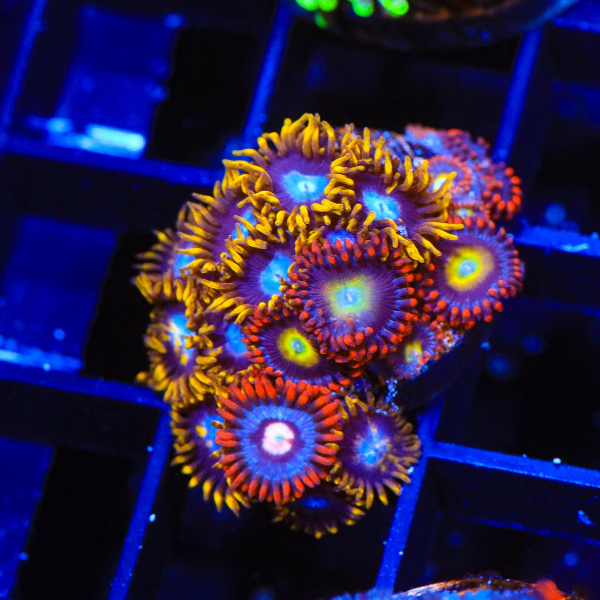 Combo Zoanthids Coral