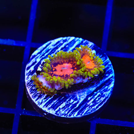 Marvin the Martian Zoanthids Coral