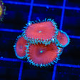 Red Death Palythoa Coral