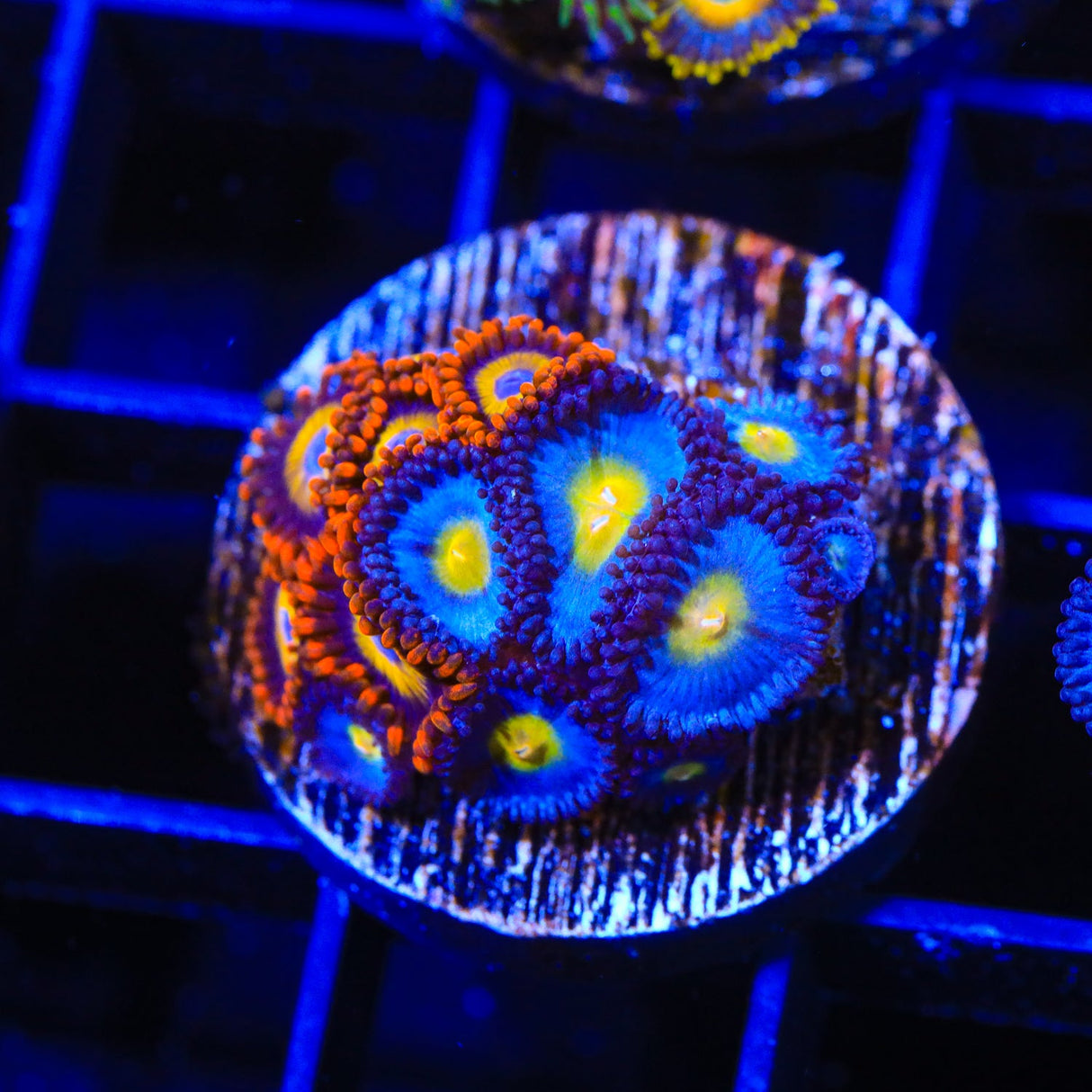 WWC AOI Combo Zoanthids Coral