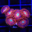 TSA Wizard Zoanthids Coral