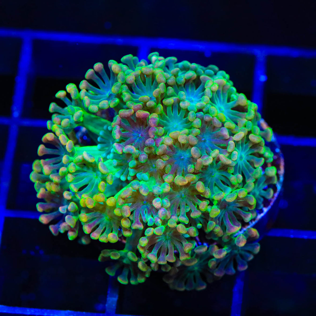 TSA Bangarang Alveopora Coral - Top Shelf Aquatics