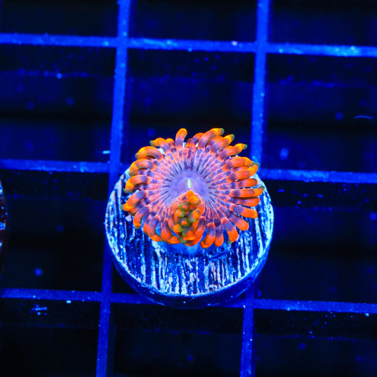 JF Fairy Fart Zoanthids Coral