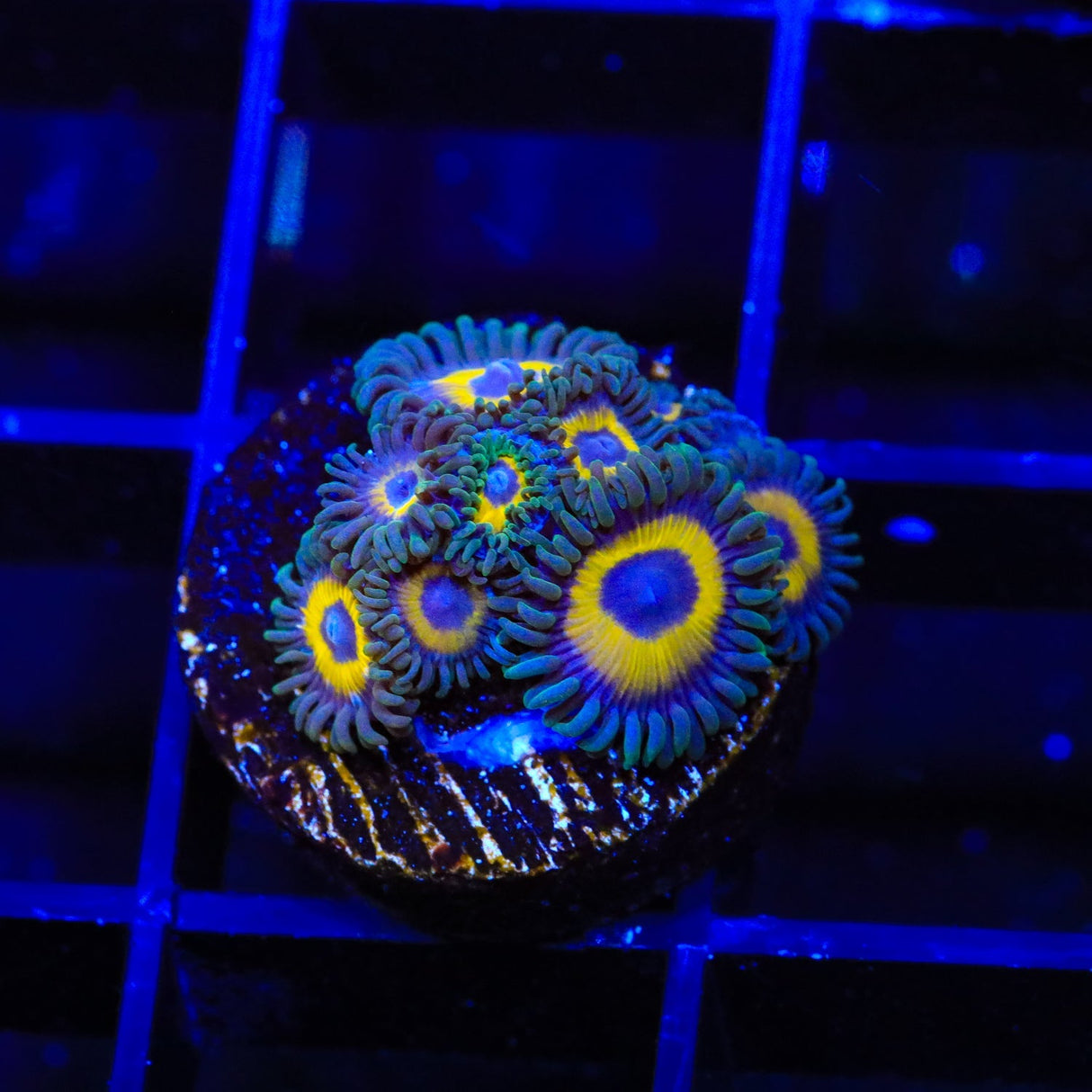 WWC Yellow Submarine Zoanthids Coral