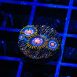 JF Daisy Cutter and Fruit Loops Combo Zoanthids Coral