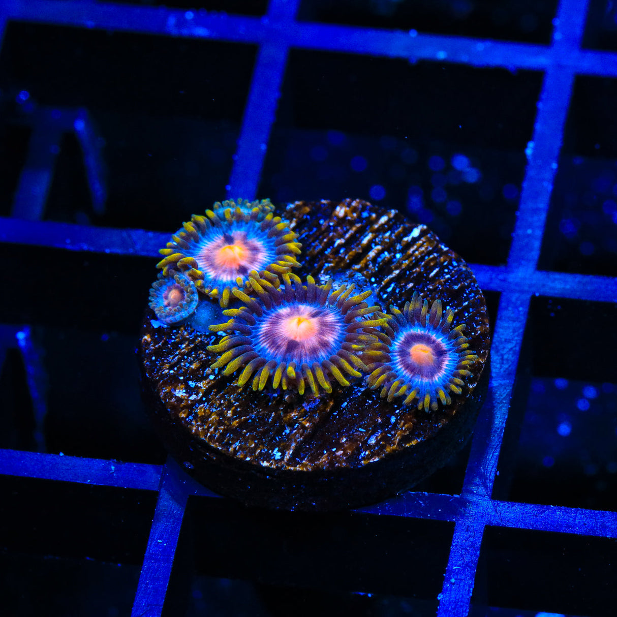 JF Daisy Cutter and Fruit Loops Combo Zoanthids Coral