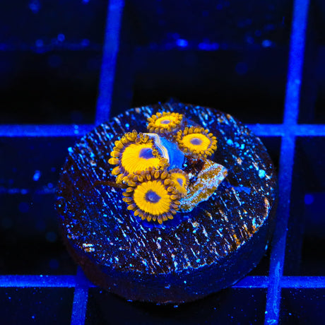 LA Lakers Zoanthids Coral